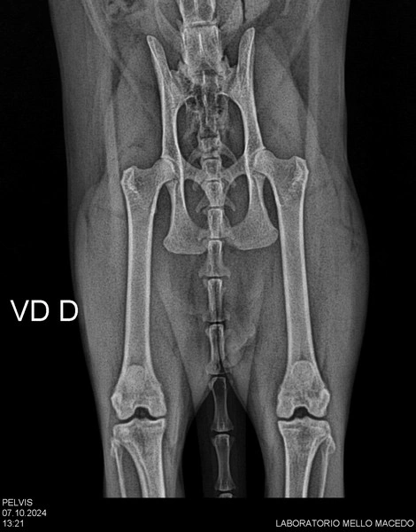 Clínica veterinária que faz raio x em São Paulo